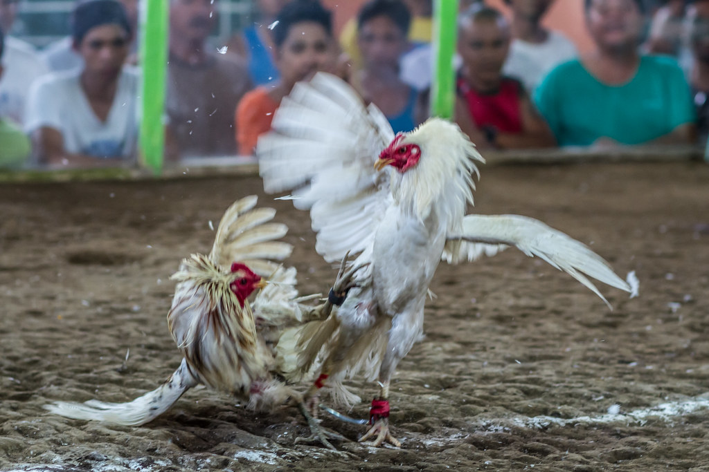 Ayam-Kuat-dan-Sehat.jpg