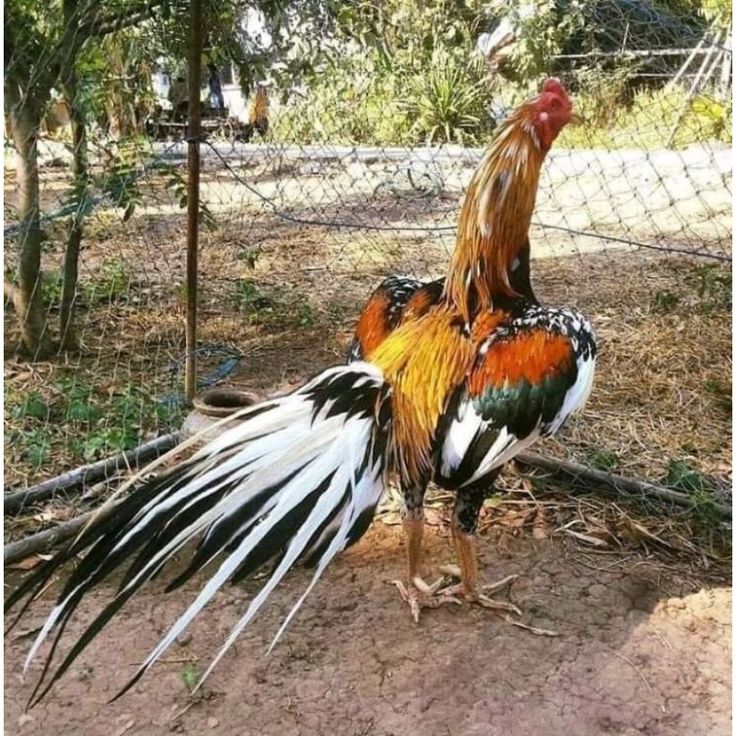 ayam ekor lidi