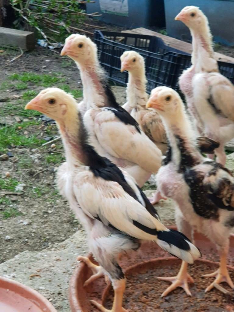 Anak Ayam Ekor Lidi.