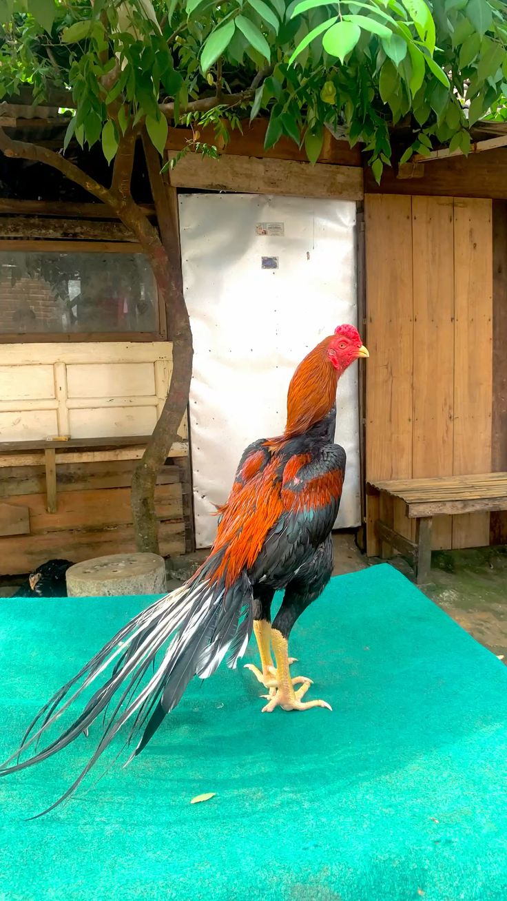 Cara Beternak dan Merawat Ayam Ekor Lidi