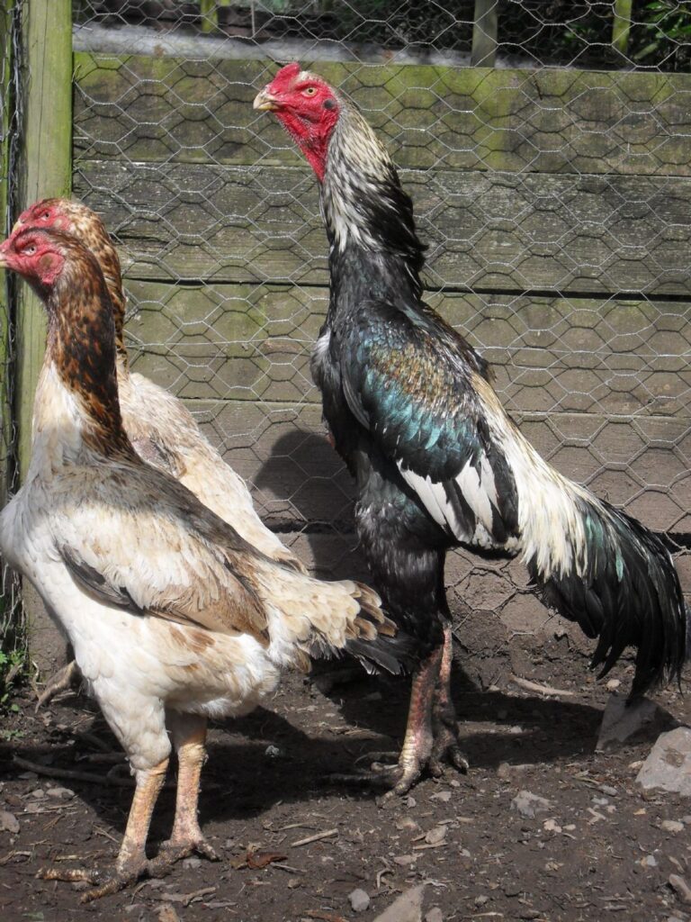 Ayam Shamo Eropa.