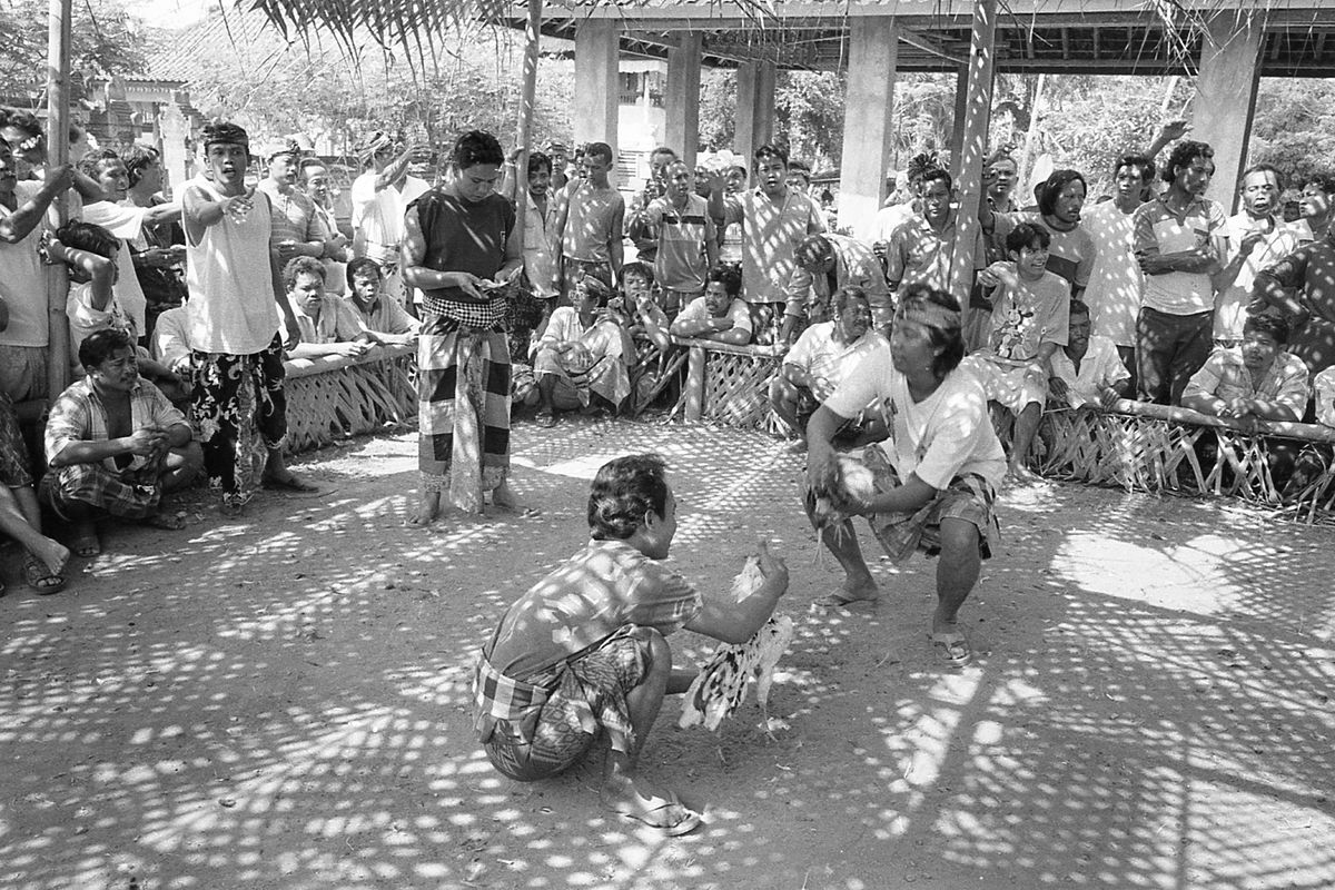 Tradisi Sabung Ayam