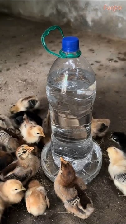 Air Minum Ayam.