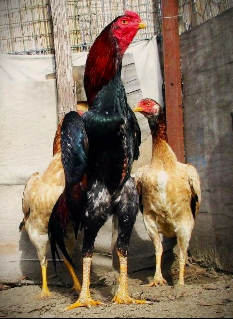 Ayam Shamo Eropa
