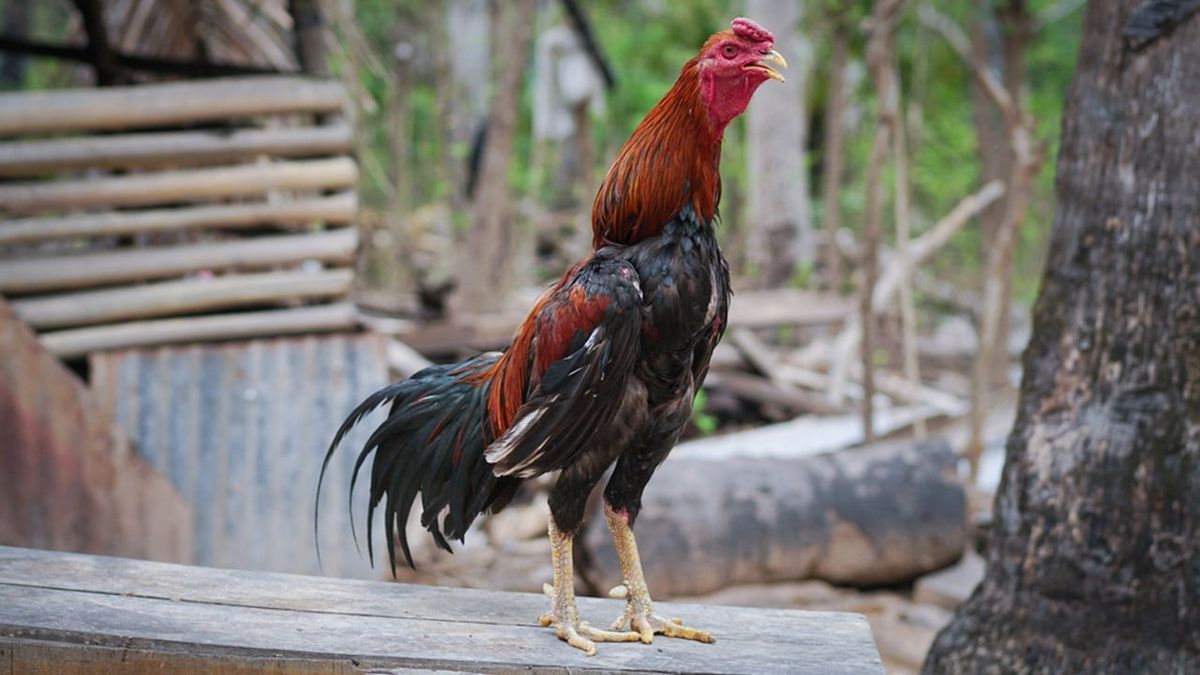 Ayam bangkok original