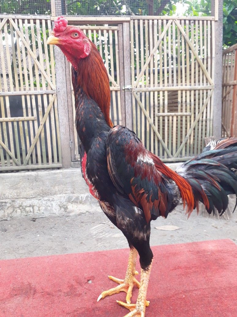 Ayam bangkok Super