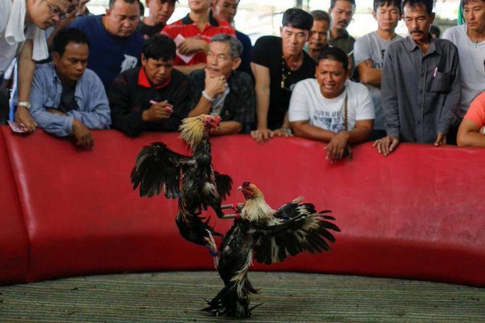 Fakta sabung ayam online
