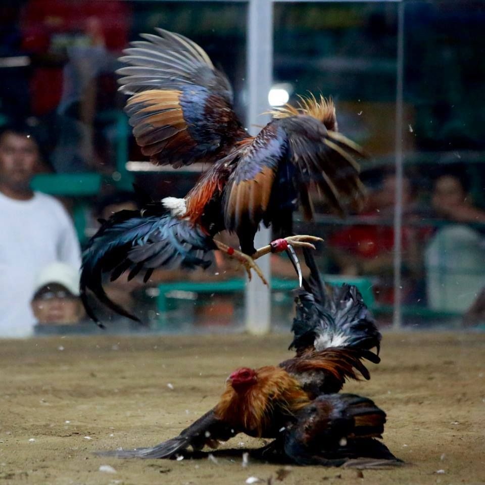 Sabung ayam