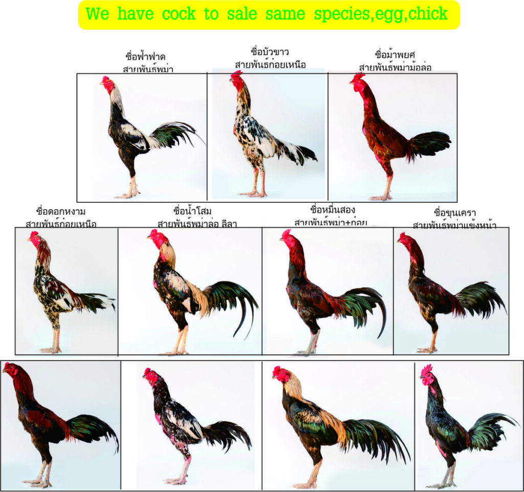 ayam tarung